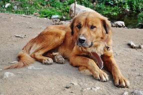 nice Big Hound Dog