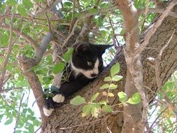 Photo of Black and white cat is on a tree