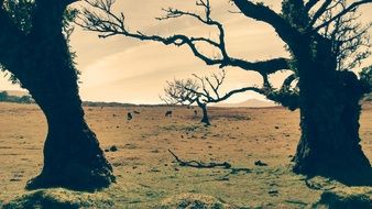 big trees in the field