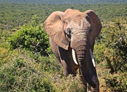 wild elephant in the kruger national park