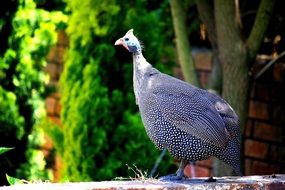 Guinea Fowl bird in the wildlife