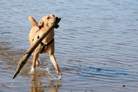 Retriever plays with a stick by the water