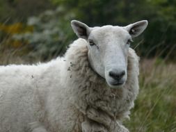 white sheep in the field