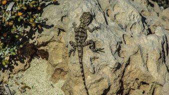 camouflaged lizard on the rock