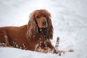 Cocker Spaniel in the Snow