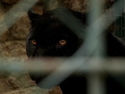Big Cat Panther Looking Eye Zoo