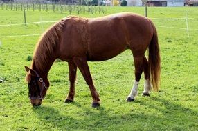 Picture of the brown horse