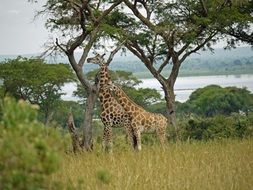 Rothschild-Giraffes Uganda