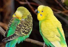 sweet budgerigars