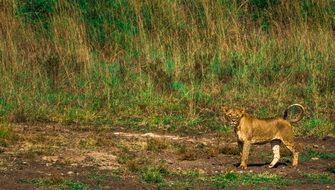 gorgeous beauty Lion