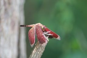 Insect Purple Nature