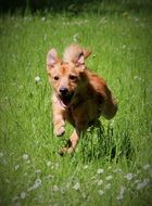 brown dog jumping in green grass