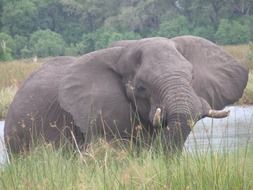 Elephant with wide open ears in Wild, botswana