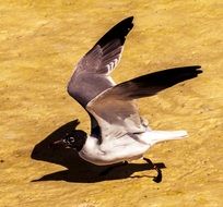 American black-headed gull on the ground