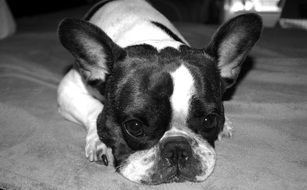 black and white photo of domestic french bulldog