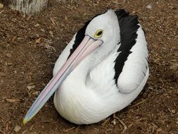 pelican with a long beak close-up