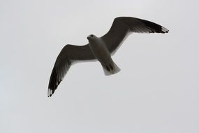 Seagull Flying with Outspread Wings at grey sky