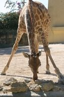 unusually handsome Giraffe Animal