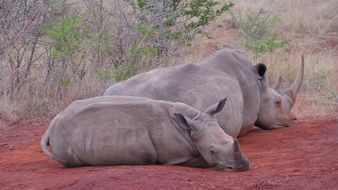 wild rhinos in national park