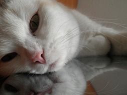 closeup photo of white cat is lying on the mirror
