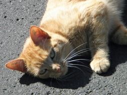 red cat lies on the pavement