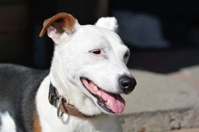 Jack Russell portrait