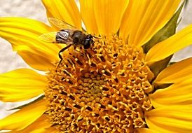 Insect on a sunflower