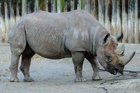 Black African Rhino near the wall