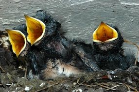 hungry small Birds with wide open yellow beaks in nest close-up