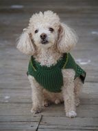 poodle in a green vest