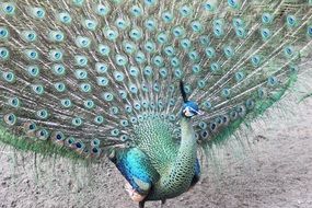 blue peacock with a multi-colored tail close-up