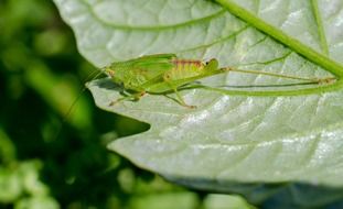 green big Grasshopper on leaf