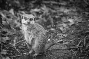 meerkat, animal in the zoo, black and white