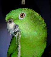 portrait of an amazone parrot with green plumage