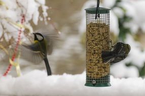 titmouse at the feeder
