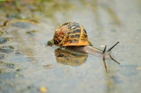 crawling snail in the rain