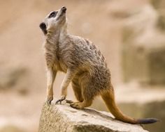 Meerkat on rock