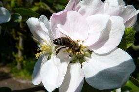 Bee collects spring pollen
