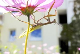 praying mantis on the garden flower