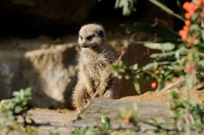 meerkat in the evening