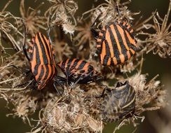 striped insects on dry grass