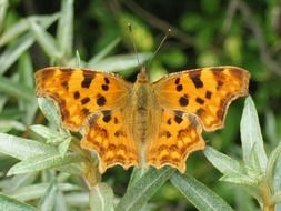 orange butterfly on green leaves of grass