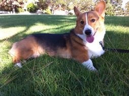 corgi puppy lying on green grass