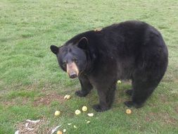 black bear with apples on green grass