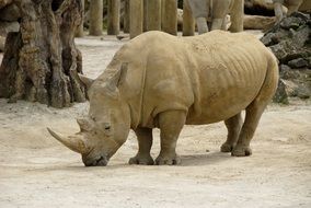 huge powerful rhino in Africa