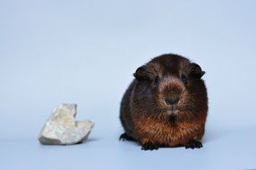 guinea pig and white stone