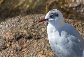 white bird on the stone in the fauna