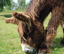 Poitou Donkey on a meadow