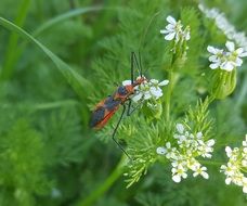 milkweed assassin bug on the meadow