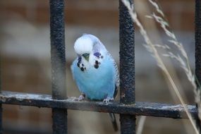 Budgerigar Small bird